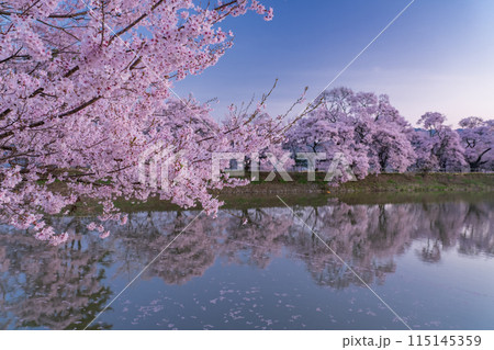 《長野県》桜満期の六道の堤・桜の名所 115145359