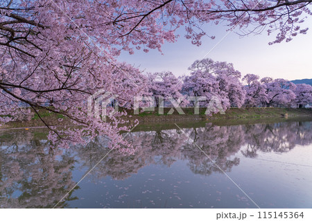 《長野県》桜満期の六道の堤・桜の名所 115145364