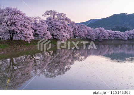 《長野県》桜満期の六道の堤・桜の名所 《長野県》桜満期の六道の堤・桜の名所 115145365