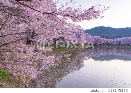 《長野県》桜満期の六道の堤・桜の名所 115145380