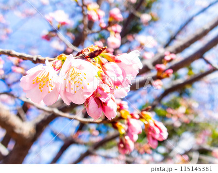 早春の光を浴びて輝く満開の河津桜 115145381