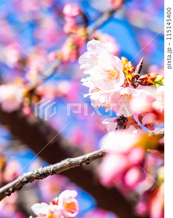 早春の光を浴びて輝く満開の河津桜 115145400