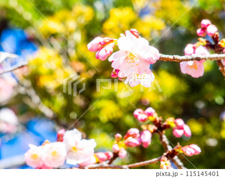 早春の光を浴びて輝く満開の河津桜 115145401