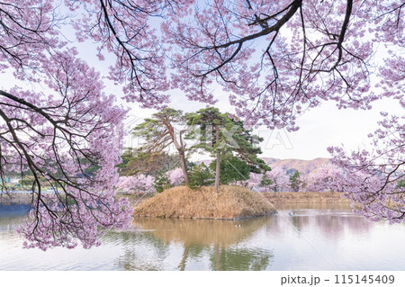 《長野県》桜満期の六道の堤・桜の名所 《長野県》桜満期の六道の堤・桜の名所 115145409