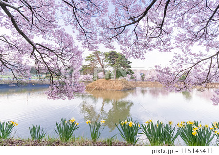 《長野県》桜満期の六道の堤・桜の名所 《長野県》桜満期の六道の堤・桜の名所 115145411