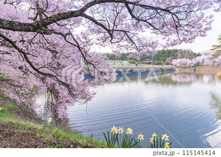 《長野県》桜満期の六道の堤・桜の名所 115145414
