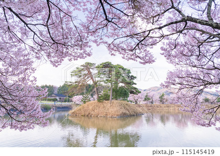 《長野県》桜満期の六道の堤・桜の名所 《長野県》桜満期の六道の堤・桜の名所 115145419