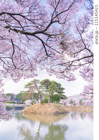 《長野県》桜満期の六道の堤・桜の名所 《長野県》桜満期の六道の堤・桜の名所 115145421