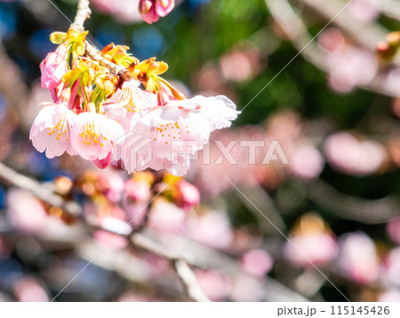 早春の光を浴びて輝く満開の河津桜 早春の光を浴びて輝く満開の河津桜 115145426