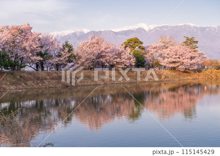 《長野県》桜満期の六道の堤・桜の名所 《長野県》桜満期の六道の堤・桜の名所 115145429