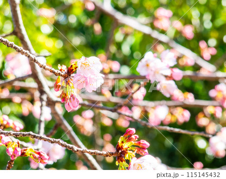 早春の光を浴びて輝く満開の河津桜 早春の光を浴びて輝く満開の河津桜 115145432
