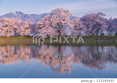 《長野県》桜満期の六道の堤・桜の名所 115145433