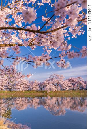 《長野県》桜満期の六道の堤・桜の名所 《長野県》桜満期の六道の堤・桜の名所 115145441