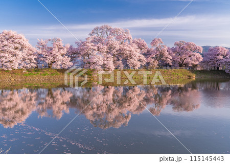 《長野県》桜満期の六道の堤・桜の名所 115145443