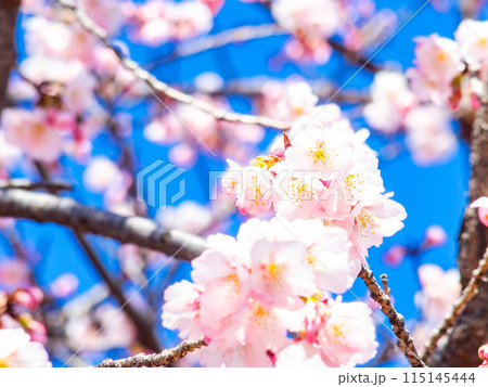 早春の光を浴びて輝く満開の河津桜 115145444