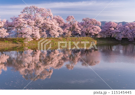 《長野県》桜満期の六道の堤・桜の名所 115145445