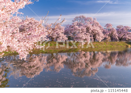 《長野県》桜満期の六道の堤・桜の名所 《長野県》桜満期の六道の堤・桜の名所 115145448