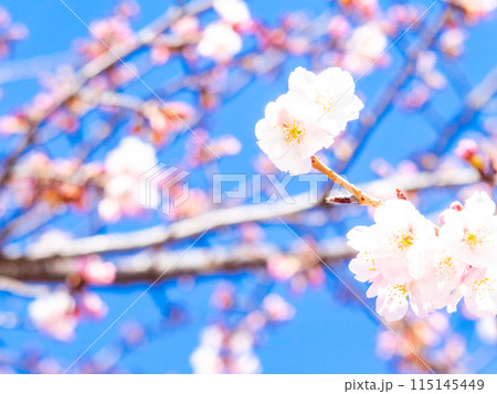 早春の光を浴びて輝く満開の河津桜 早春の光を浴びて輝く満開の河津桜 115145449