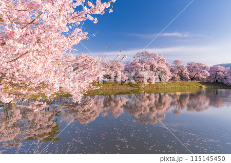 《長野県》桜満期の六道の堤・桜の名所 《長野県》桜満期の六道の堤・桜の名所 115145450