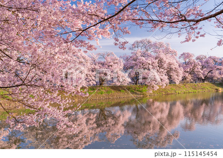 《長野県》桜満期の六道の堤・桜の名所 《長野県》桜満期の六道の堤・桜の名所 115145454