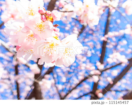 早春の光を浴びて輝く満開の河津桜 115145457