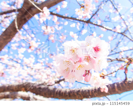早春の光を浴びて輝く満開の河津桜 115145459