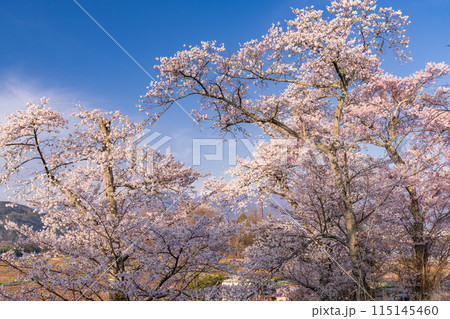 《長野県》桜満期の六道の堤・桜の名所 115145460