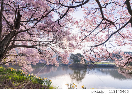 《長野県》桜満期の六道の堤・桜の名所 115145466