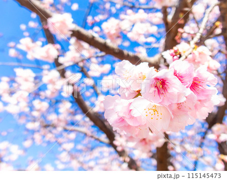早春の光を浴びて輝く満開の河津桜 早春の光を浴びて輝く満開の河津桜 115145473