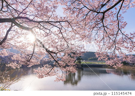 《長野県》桜満期の六道の堤・桜の名所 115145474