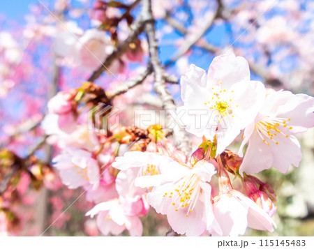 早春の光を浴びて輝く満開の河津桜 115145483