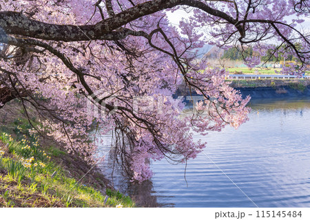 《長野県》桜満期の六道の堤・桜の名所 115145484