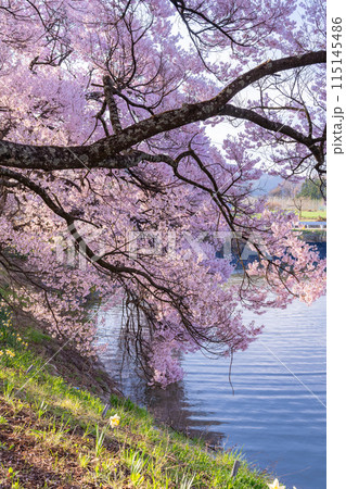 《長野県》桜満期の六道の堤・桜の名所 115145486