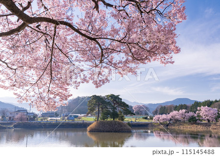 《長野県》桜満期の六道の堤・桜の名所 《長野県》桜満期の六道の堤・桜の名所 115145488