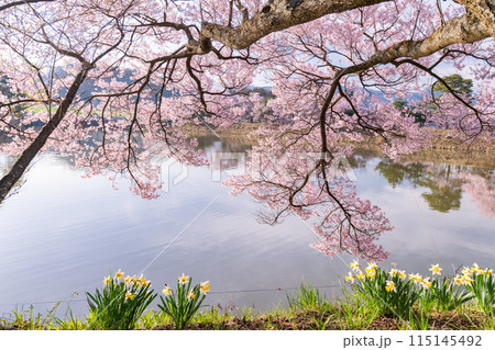 《長野県》桜満期の六道の堤・桜の名所 115145492