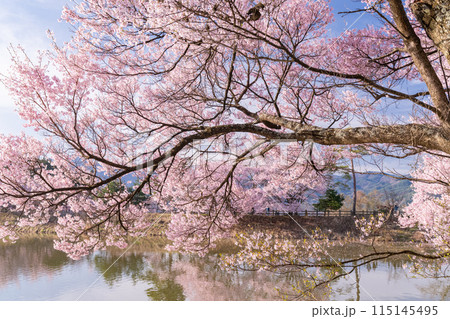 《長野県》桜満期の六道の堤・桜の名所 115145495