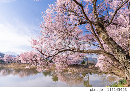《長野県》桜満期の六道の堤・桜の名所 《長野県》桜満期の六道の堤・桜の名所 115145498
