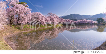 《長野県》桜満期の六道の堤・桜の名所 115145502
