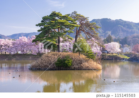 《長野県》桜満期の六道の堤・桜の名所 《長野県》桜満期の六道の堤・桜の名所 115145503