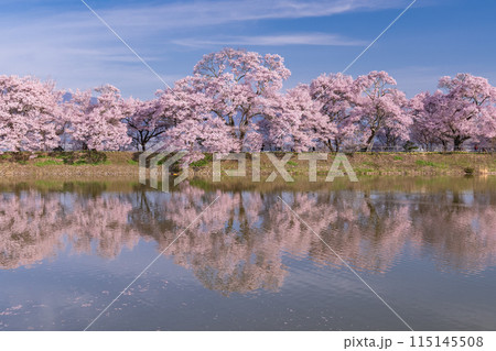 《長野県》桜満期の六道の堤・桜の名所 《長野県》桜満期の六道の堤・桜の名所 115145508