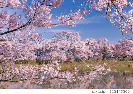 《長野県》桜満期の六道の堤・桜の名所 《長野県》桜満期の六道の堤・桜の名所 115145509