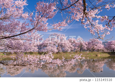 《長野県》桜満期の六道の堤・桜の名所 115145510