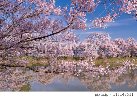 《長野県》桜満期の六道の堤・桜の名所 115145511
