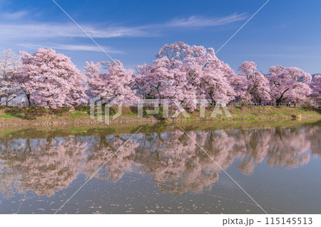 《長野県》桜満期の六道の堤・桜の名所 115145513