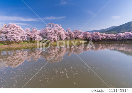 《長野県》桜満期の六道の堤・桜の名所 115145514