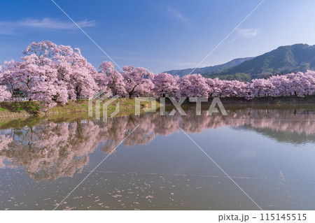 《長野県》桜満期の六道の堤・桜の名所 115145515