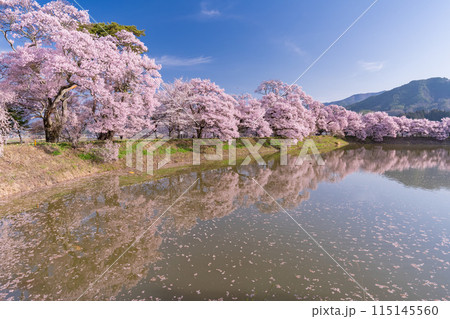 《長野県》桜満期の六道の堤・桜の名所 115145560