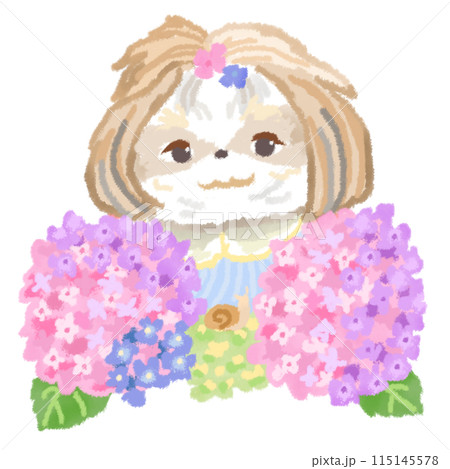 可愛いシーズーとパステルカラーのアジサイの花 115145578