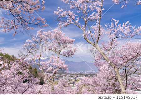 《長野県》桜満開の高遠城址公園・桜の名所 《長野県》桜満開の高遠城址公園・桜の名所 115145617