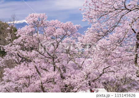 《長野県》桜満開の高遠城址公園・桜の名所 115145626